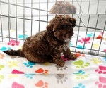 Small #4 ShihPoo