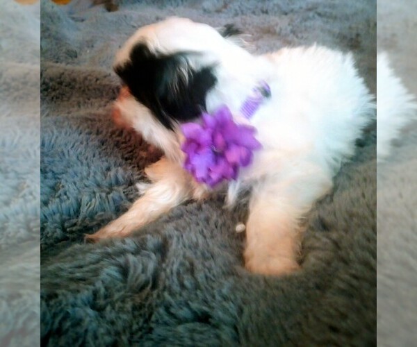 Medium Photo #3 Mal-Shi Puppy For Sale in WOBURN, MA, USA