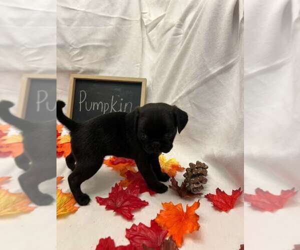 Medium Photo #16 Pug Puppy For Sale in BRIDGEWATER, VA, USA