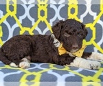 Small Photo #4 Aussiedoodle Puppy For Sale in LANCASTER, PA, USA