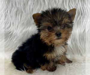Yorkshire Terrier Puppy for sale in HOUSTON, TX, USA