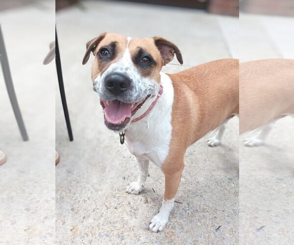 Medium Photo #1 Mutt Puppy For Sale in Holly Springs, NC, USA