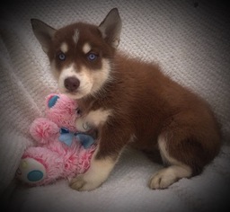 Siberian Husky Puppy for sale in SMITHVILLE, MO, USA