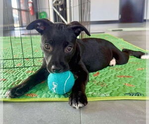 Jack Russell Terrier Dogs for adoption in GILBERTS, IL, USA