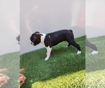 Small Photo #5 Boston Terrier Puppy For Sale in SAN FERNANDO, CA, USA