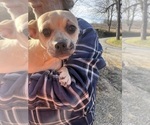 Small #21 French Bullhuahua