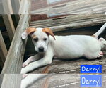 Small #1 Siberian Husky Mix