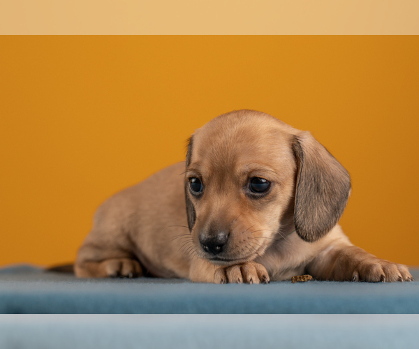 Medium Photo #31 Dachshund Puppy For Sale in CROWLEY, TX, USA