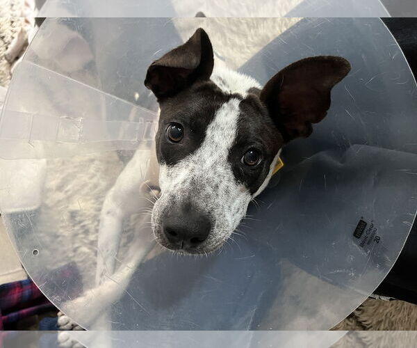 Medium Photo #11 Mutt Puppy For Sale in Oakhurst, NJ, USA