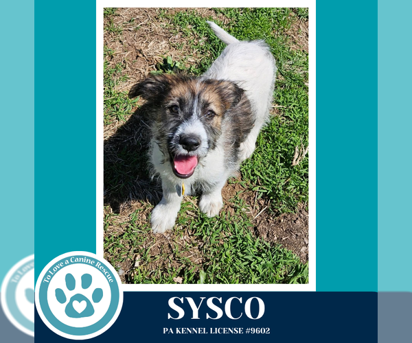 Medium Photo #1 Mutt Puppy For Sale in Kimberton, PA, USA