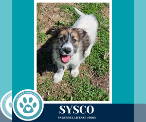 Mutt Dogs for adoption in Kimberton, PA, USA