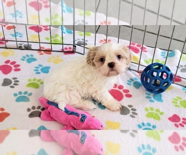 Medium Photo #4 Shih Tzu Puppy For Sale in ORO VALLEY, AZ, USA