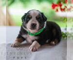 Small #3 Miniature Australian Shepherd