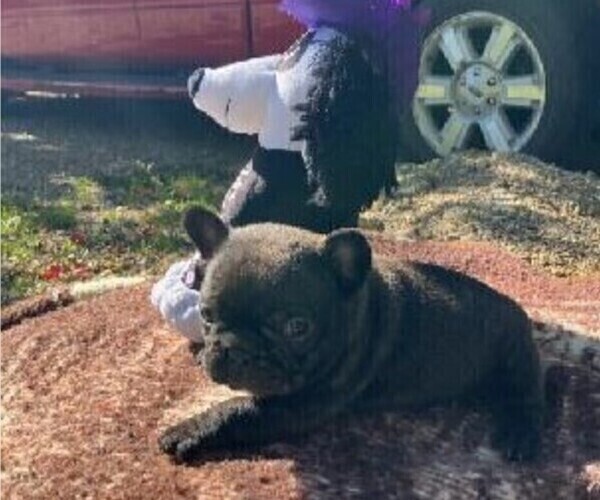 Medium Photo #4 French Bulldog Puppy For Sale in PRINCETON, IL, USA