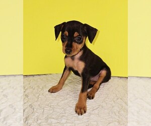 Miniature Pinscher Puppy for sale in SATSUMA, FL, USA