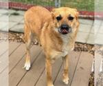 Small #9 Carolina Dog-German Shepherd Dog Mix
