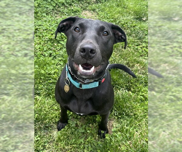 Medium Photo #1 Labrador Retriever-Unknown Mix Puppy For Sale in Mount Laurel, NJ, USA