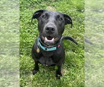 Small Labrador Retriever Mix
