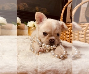 French Bulldog Puppy for sale in SAN DIEGO, CA, USA