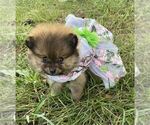 Small #3 Pomeranian