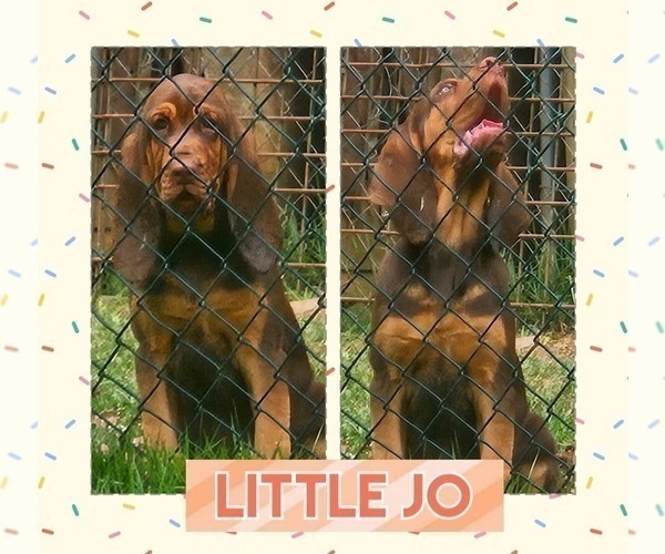 Medium Photo #2 Bloodhound Puppy For Sale in TOCCOA, GA, USA