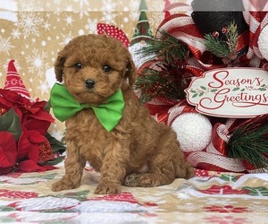 Bichpoo-Cavalier King Charles Spaniel Mix Puppy for sale in LANCASTER, PA, USA