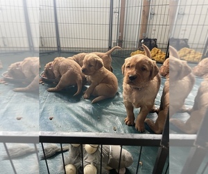 Golden Retriever Puppy for sale in STAPLES, MN, USA
