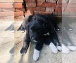 Small Photo #15 Border Collie-Golden Retriever Mix Puppy For Sale in OVERLAND PARK, KS, USA