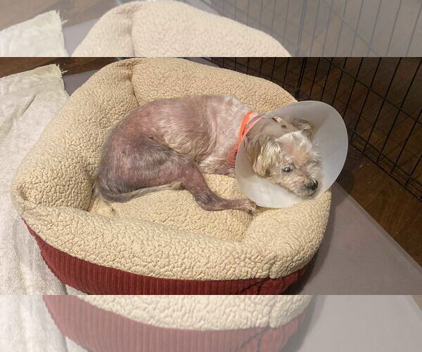 Medium Photo #5 Poodle (Miniature)-Unknown Mix Puppy For Sale in Corona, CA, USA