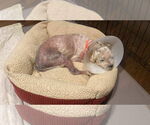 Small #4 Poodle (Miniature) Mix