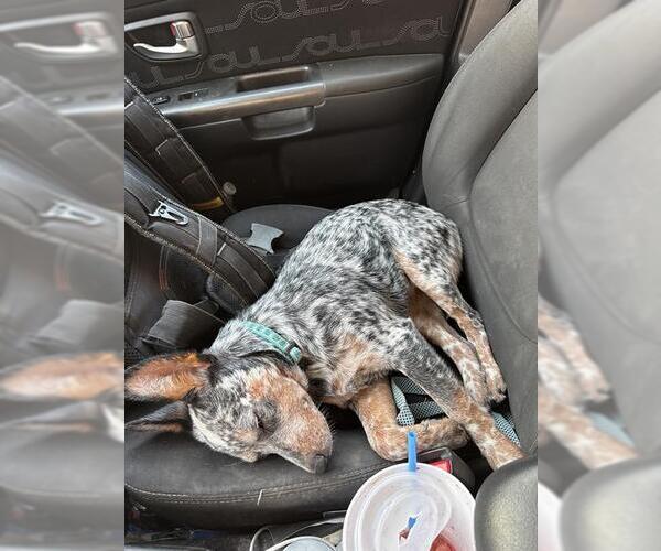 Medium Photo #1 Mutt Puppy For Sale in San Antonio, TX, USA
