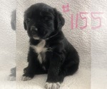 Small Photo #15 Australian Shepherd Puppy For Sale in SUNNYVALE, CA, USA