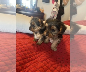 Yorkshire Terrier Puppy for sale in ACAMPO, CA, USA