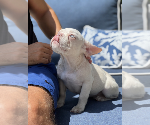 Medium Photo #5 French Bulldog Puppy For Sale in MIAMI BEACH, FL, USA