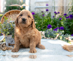 Puppy Titan Goldendoodle