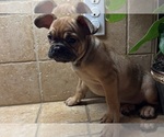 Small #13 American Bullnese-French Bulldog Mix