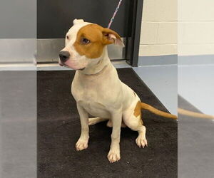 Medium American Pit Bull Terrier-American Staffordshire Terrier Mix