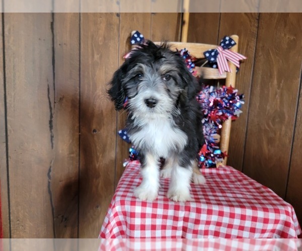 Medium Photo #4 Bernedoodle (Miniature) Puppy For Sale in BLACK FOREST, CO, USA