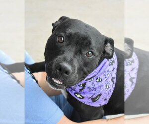 Boxer-Unknown Mix Dogs for adoption in Fort Collins, CO, USA