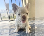 Puppy Puppy 2 French Bulldog