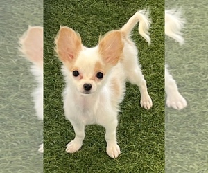 Chihuahua Puppy for sale in BERKLEY, MI, USA