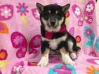 Small Photo #10 Shiba Inu Puppy For Sale in ELDORA, PA, USA