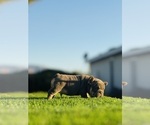 Small #6 French Bulldog