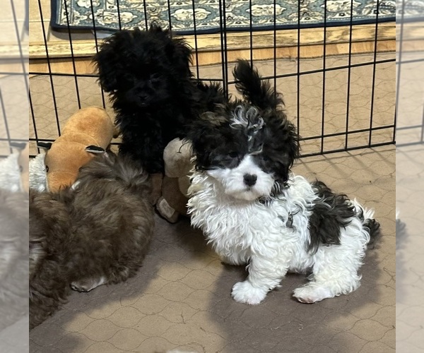 Medium Photo #5 Shih-Poo Puppy For Sale in GLOUCESTER, VA, USA