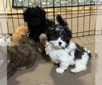 Small #4 Shih-Poo