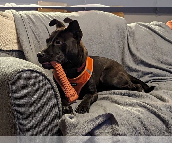 Medium Photo #2 Mutt Puppy For Sale in Holly Springs, NC, USA