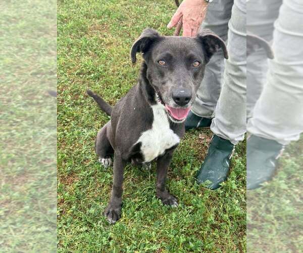 Medium Photo #4 Mutt Puppy For Sale in Abbeville, LA, USA