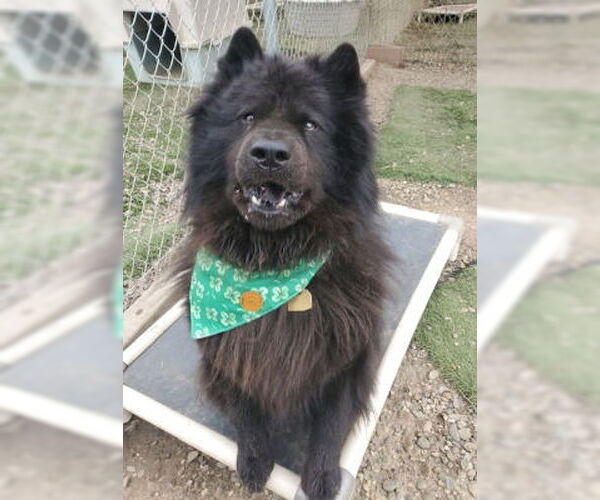 Medium Photo #6 Chow Chow Puppy For Sale in Ventura, CA, USA
