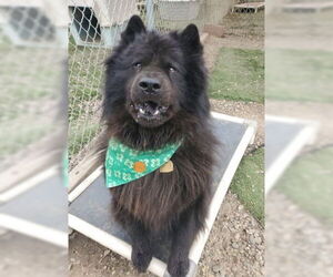 Smokey - Male Chow Chow Dog for Adoption - Photo #6