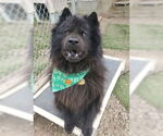 Small #5 Chow Chow